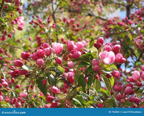 Pink apple blossom stock photo. Image of white, flower - 755060