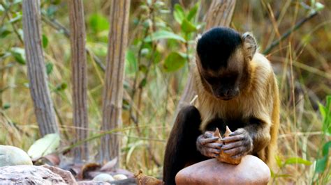 Learned Behavior in Capuchin Monkeys | PBS LearningMedia