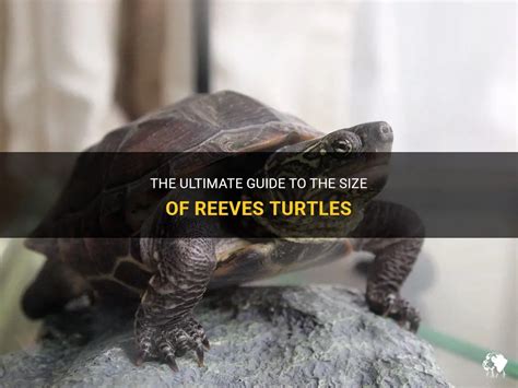 The Ultimate Guide To The Size Of Reeves Turtles | PetShun