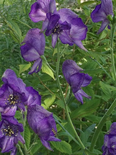 Aconitum napellus Monkshood Wolfsbane Z 5-8 POISON - Heritage Flower Farm