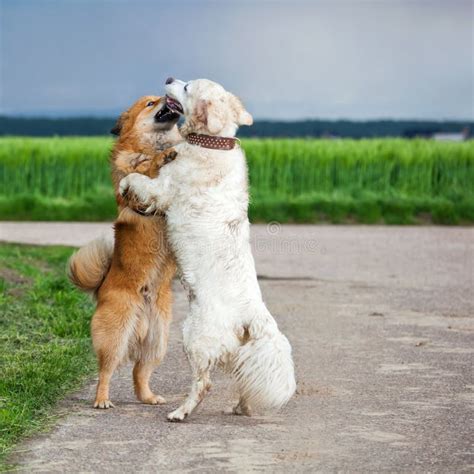 Two hugging dogs stock image. Image of funny, golden - 31260677