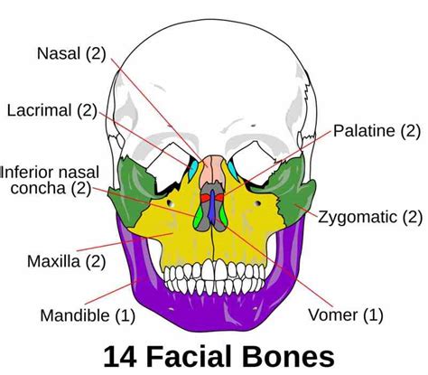 Anatomy, Head and Neck: Face - StatPearls - NCBI Bookshelf