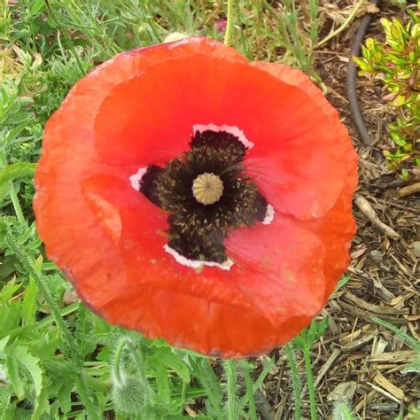 Poppy- Flanders seeds | TheSeedCollection