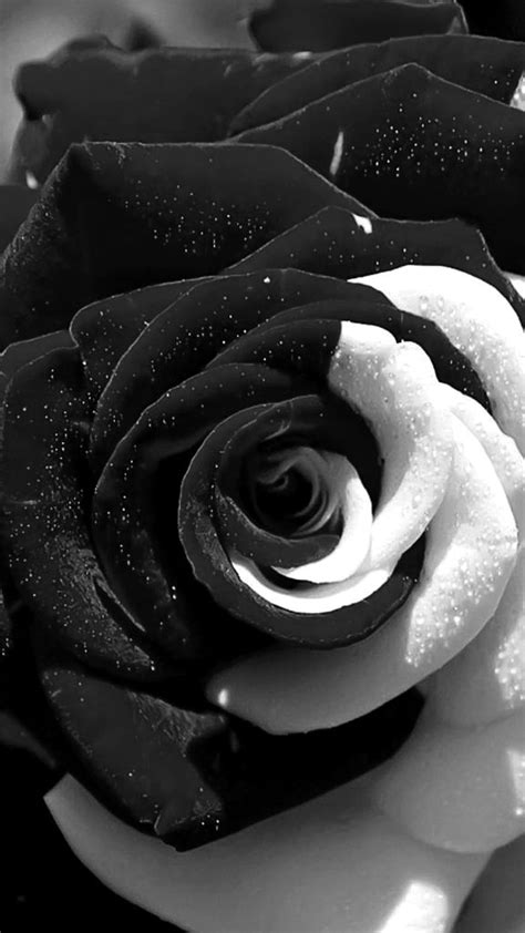 Details 100 white rose black background - Abzlocal.mx