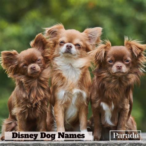 Disney Dogs Names