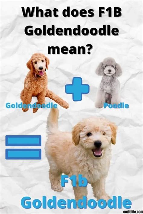 What Is A F1B Goldendoodle? Comparing F1 Vs F1B Goldendoodles - Oodle Life