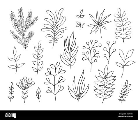 Leaves set simple vector minimalist concept outline illustration, thin line hand drawn floral ...