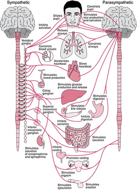 Autonomic Nervous System | Introduction, Types , & Dysfunction