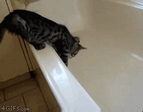 Funny Cat Fail Gifs