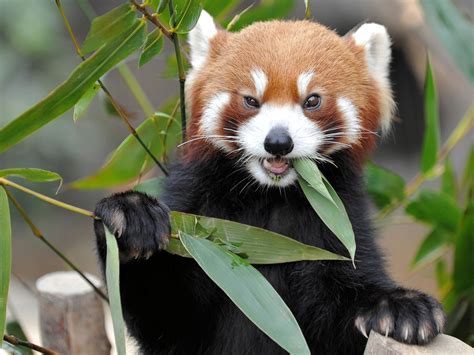 Red Panda eating green leaf plant HD wallpaper | Wallpaper Flare