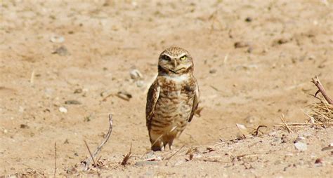 birderfrommaricopa.com