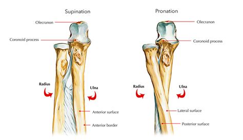 Ulna Bone Anatomy – Earth's Lab