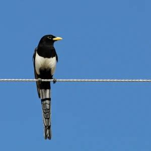 Yellow-billed magpie - Facts, Diet, Habitat & Pictures on Animalia.bio