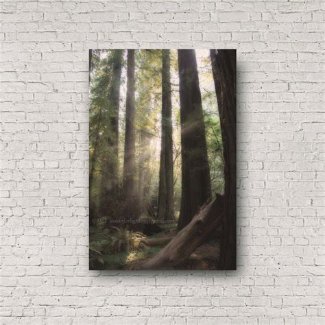 Tree Photo Redwoods Art Redwood Forest Photo Woodland Tree Print ...