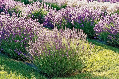 23 Top Lavender Varieties for Filling Your Garden with Color and Fragrance in 2021 | Types of ...