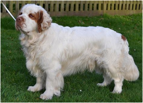 Clumber Spaniel - Puppies, Rescue, Breeders, Pictures, Temperament | Animals Breeds