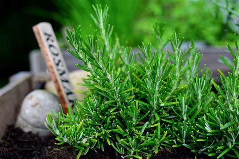 Herb Gardening Tips For Beginners - Herb Gardening Ideas