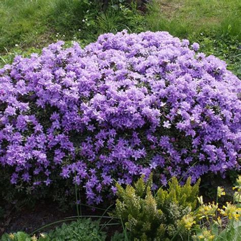 1 X DWARF RHODODENDRON IMPEDITUM EVERGREEN SHRUB HARDY GARDEN PLANT IN ...