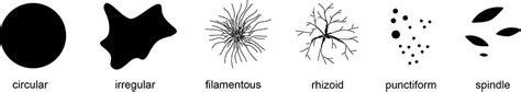 Colony Morphology of Bacteria – Microbe Online