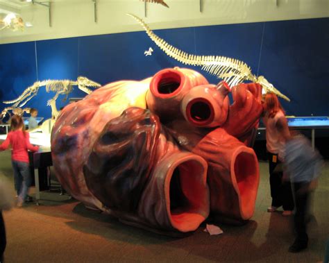 carnegie museum - whale heart replica playground | feral godmother | Flickr