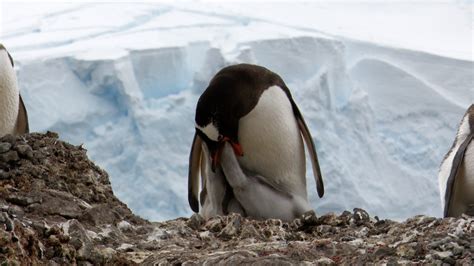 Hungry Gentoo Penguin Chicks - Graham Boulnois