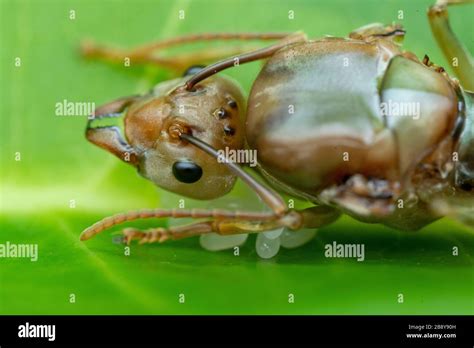 Weaver ant queen with its eggs hi-res stock photography and images - Alamy