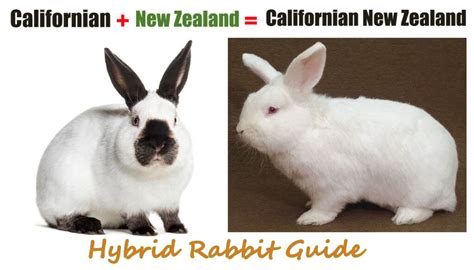 Californian x New Zealand: The Ultimate Hybrid Rabbit Guide