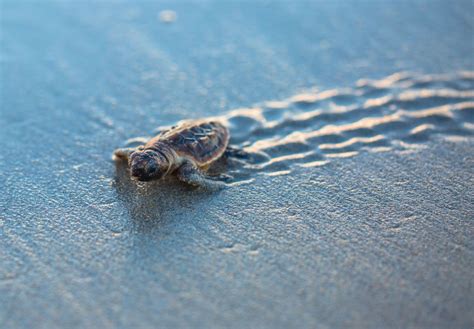 Baby Turtle On The Beach