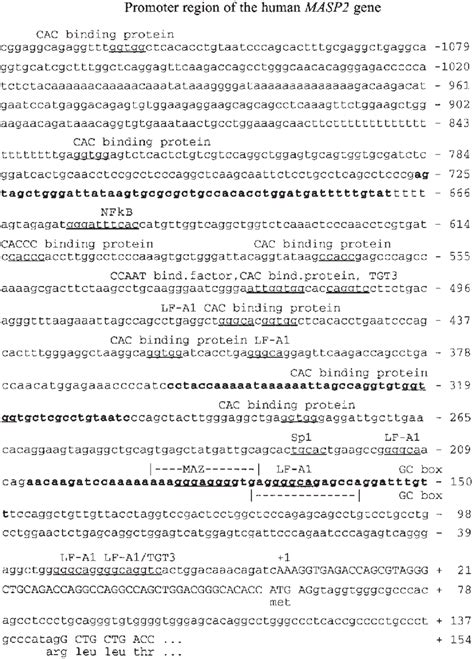 Promoter region, transcriptional regulatory elements, and transcription... | Download Scientific ...