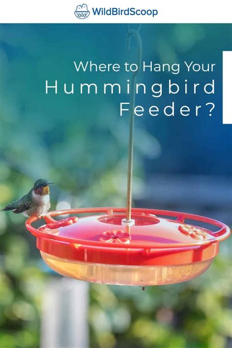 Best Place To Hang Your Hummingbird Feeder - Wild Bird Scoop