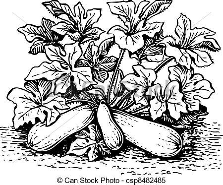 Zucchini plant clipart - Clipground