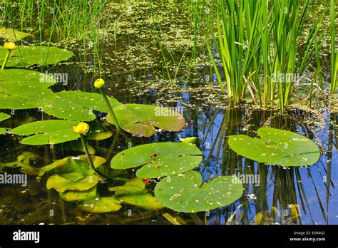 Water lilies, reeds and marsh plants in the park Stock Photo - Alamy