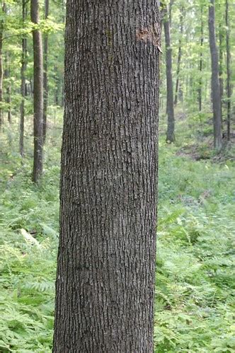 American basswood crop tree bark | Flickr - Photo Sharing!