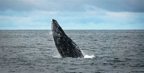 Awareness of Whale Conservation Status and Whaling Policy in the U.S ...