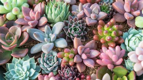 🔥 Download Succulent Wallpaper Succulents Purple by @mollyr | Succulent Wallpapers, Succulent ...