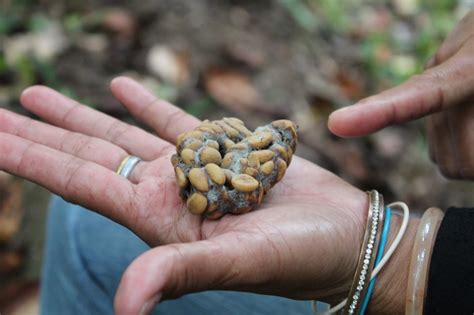 In search of coffee made from Civets' poop ~ The Adventurer on a Shoestring