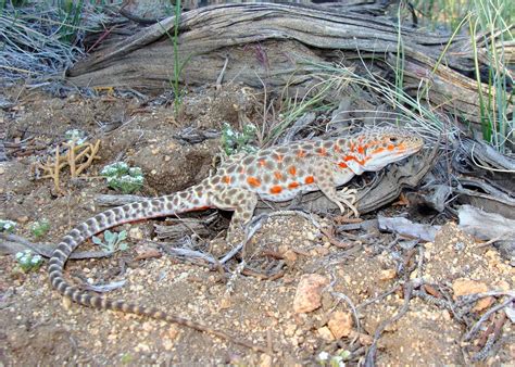 Long-nosed Leopard Lizard - NDOW