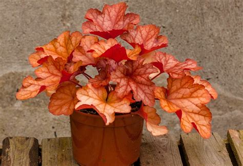 Heuchera 'Paprika' PBR - Żurawka 'Paprika'