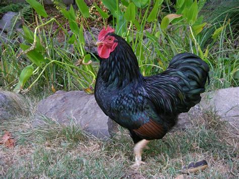 Saddle Feathers? *pics* | BackYard Chickens - Learn How to Raise Chickens