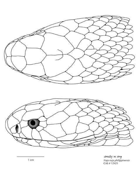 Snake Head Drawing Top View at GetDrawings | Free download