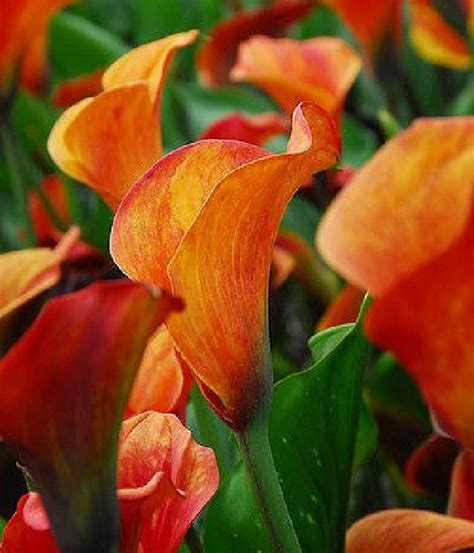 Bulk Calla Lilies by Bloomex Canada