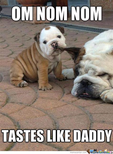 23 Great Bulldog Meme's To Zone Out On - Bullie Post