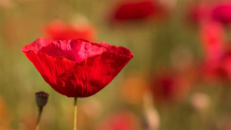 1920x1200 resolution | selective focus photography of red poppy HD wallpaper | Wallpaper Flare