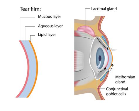 Tear Film | Eye Patient