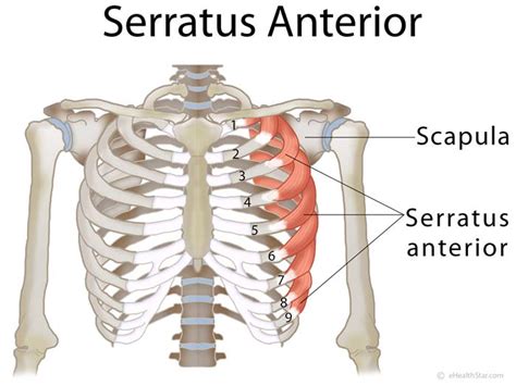 Serratus Anterior Muscle Function; Pain Causes and Symptoms - eHealthStar