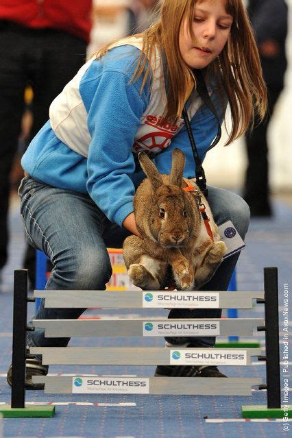 First European Rabbit Hopping Championships | Rabbit jumping, Rabbit ...