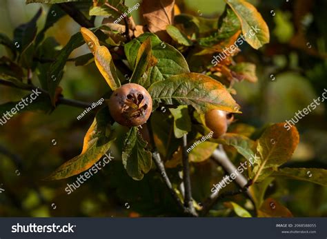 11,915 Medlar Images, Stock Photos & Vectors | Shutterstock