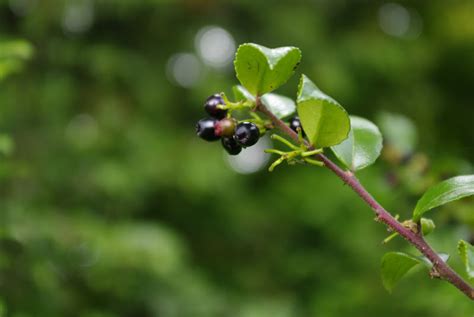 Plant Class: Vaccinium ovatum