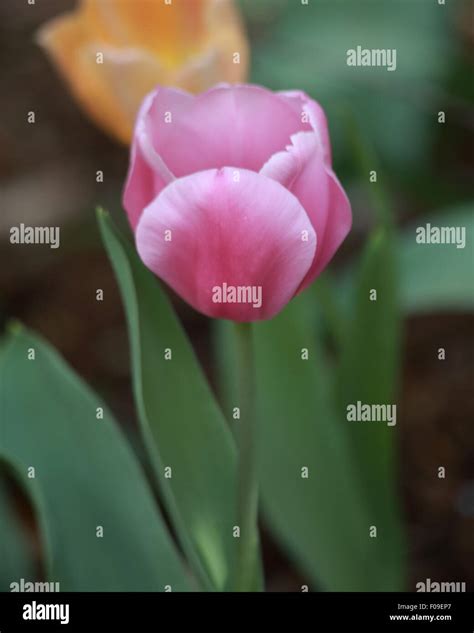 spring flowers south carolina Stock Photo - Alamy