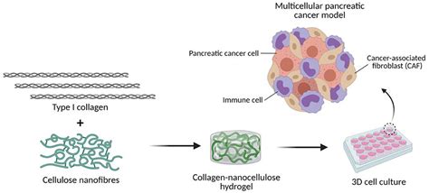 Frontiers | 3D Collagen-Nanocellulose Matrices Model the Tumour Microenvironment of Pancreatic ...